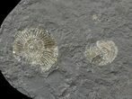 Dactylioceras Ammonite Cluster - Posidonia Shale #52915-1